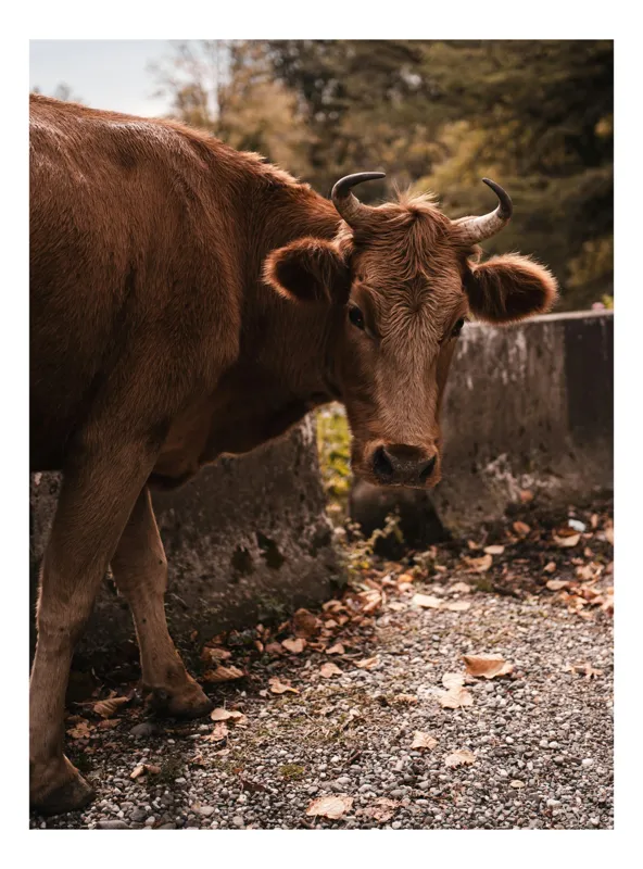Tablou Canvas, "Vaca privind spre apusul toamnei", Vacă, Brunet, Peisaj, Căldură, Natură, Frunze, Potecă, 70 x 100 cm
