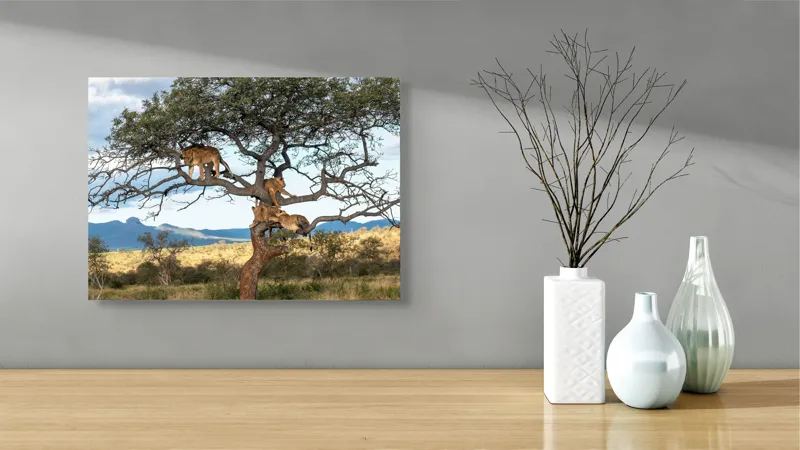 Tablou Canvas, "Leii odihnindu-se în copacul savanei", Leu, Arbore, Savana, Relaxare, Priveliște, Peisaj, Cer, Natură, Odihnă, Ramuri, 54 x 39 cm – poza 3