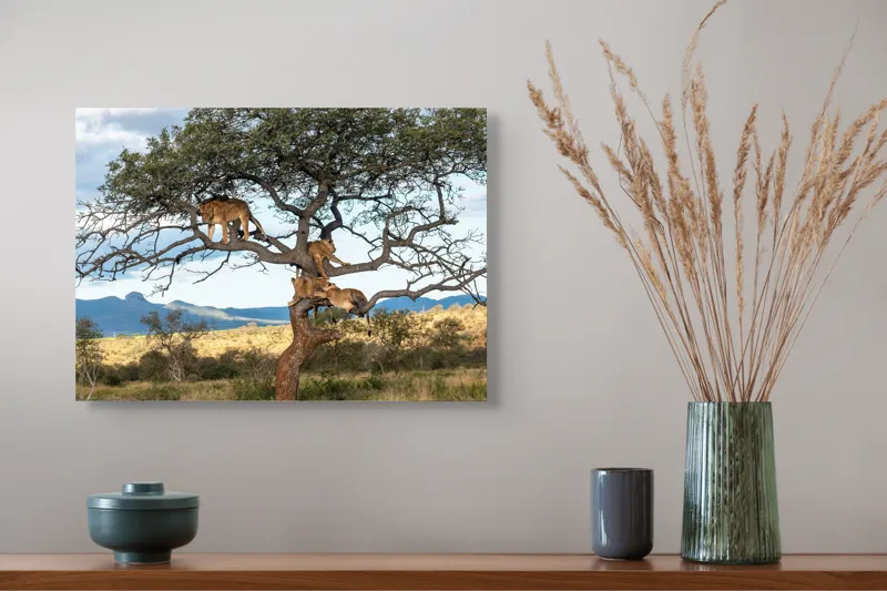 Tablou Canvas, "Leii odihnindu-se în copacul savanei", Leu, Arbore, Savana, Relaxare, Priveliște, Peisaj, Cer, Natură, Odihnă, Ramuri, 54 x 39 cm – poza 4
