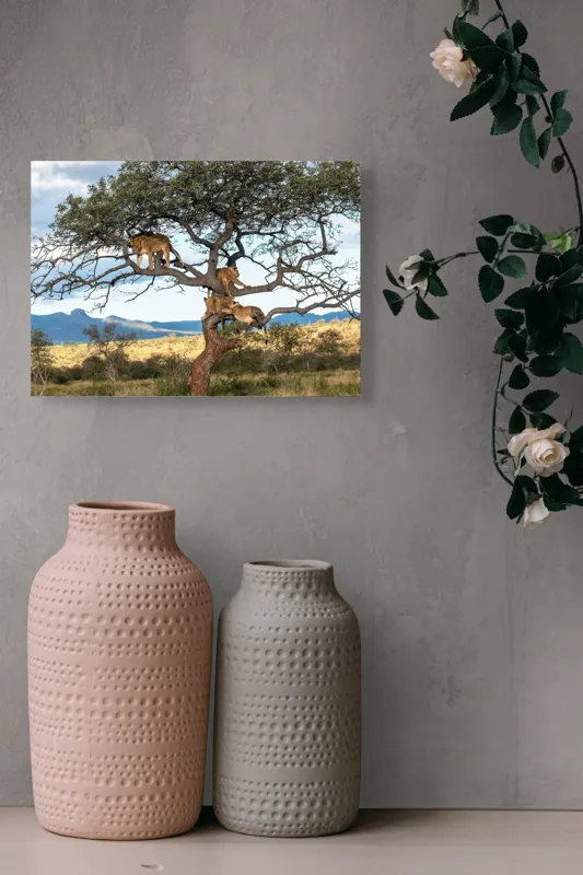 Tablou Canvas, "Leii odihnindu-se în copacul savanei", Leu, Arbore, Savana, Relaxare, Priveliște, Peisaj, Cer, Natură, Odihnă, Ramuri, 54 x 39 cm – poza 8
