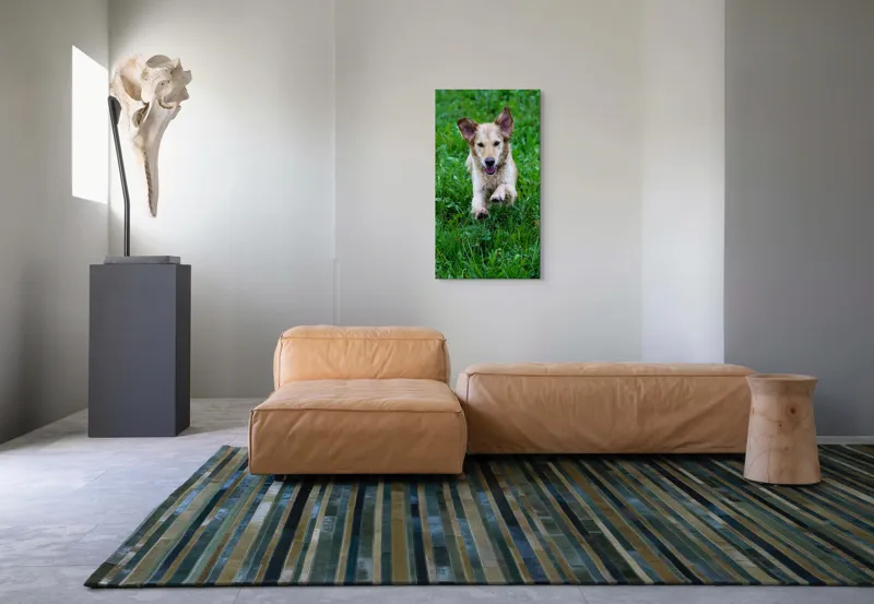 Tablou Canvas, "Cățeluș jucăuș alergând prin iarbă", Nu pot spune cine este în imagine, dar e un câine jucăuș alergând prin iarbă., 50 x 90 cm – poza 5