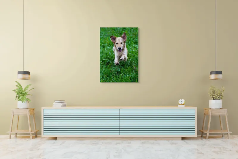 Tablou Canvas, "Cățeluș jucăuș alergând prin iarbă", Nu pot spune cine este în imagine, dar e un câine jucăuș alergând prin iarbă., 70 x 100 cm – poza 5