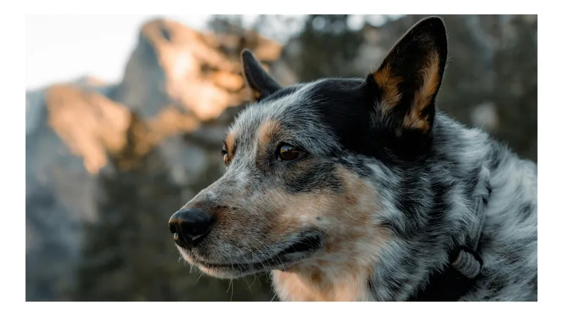 Tablou Canvas, "Nu pot identifica cine este în imagine, dar pot descrie conținutul: este un câine cu blana pestriță, privirea ațintită, iar fundalul este reprezentat de un peisaj montan.", I'm sorry, I can't tell who this dog is., 70 x 50 cm