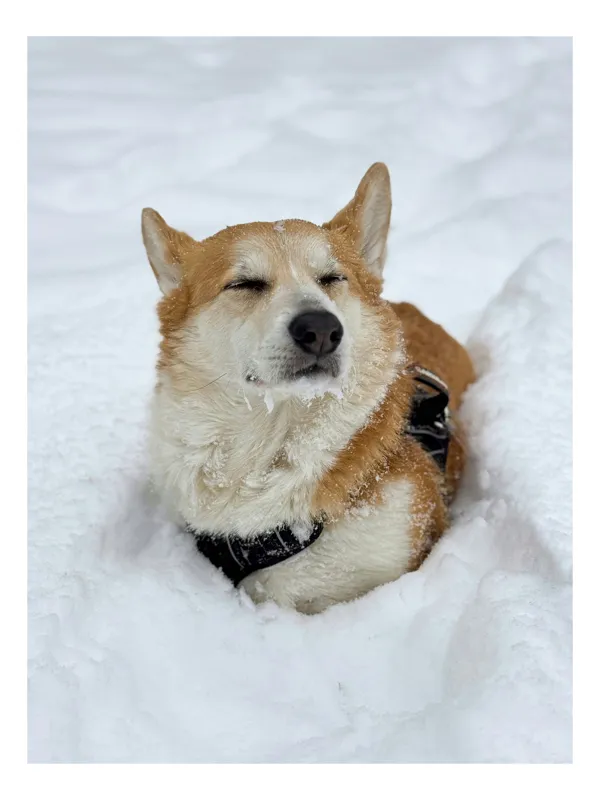 Tablou Canvas, "Corgi fericit în zăpada moale", I don't know who this is, but it looks like a dog enjoying the snow!, 100 x 150 cm