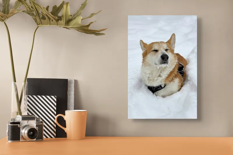 Tablou Canvas, "Corgi fericit în zăpada moale", I don't know who this is, but it looks like a dog enjoying the snow!, 26 x 39 cm – poza 3