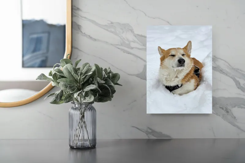 Tablou Canvas, "Corgi fericit în zăpada moale", I don't know who this is, but it looks like a dog enjoying the snow!, 26 x 39 cm – poza 4