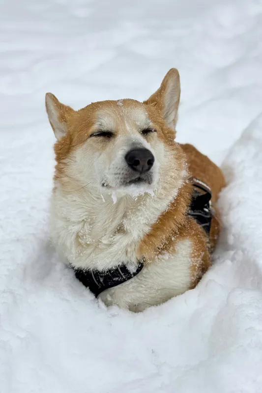 Tablou Canvas, "Corgi fericit în zăpada moale", I don't know who this is, but it looks like a dog enjoying the snow!, 26 x 39 cm – poza 2