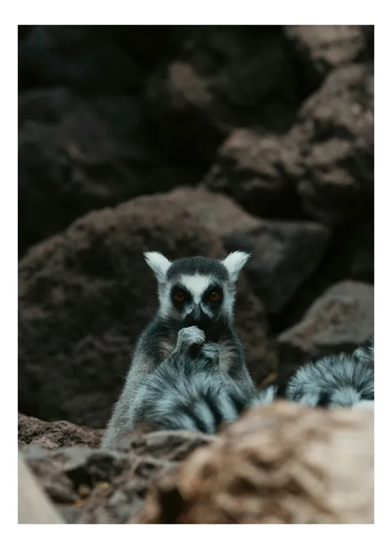 Tablou Canvas, "Lemur curajos în habitatul său natural", Lemur, Pufos, Pietre, Privire, Misterios, Natură, Codiță, Ascuns, 50 x 50 cm
