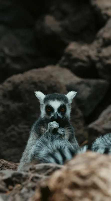 Tablou Canvas, "Lemur curajos în habitatul său natural", Lemur, Pufos, Pietre, Privire, Misterios, Natură, Codiță, Ascuns, 50 x 90 cm – poza 2