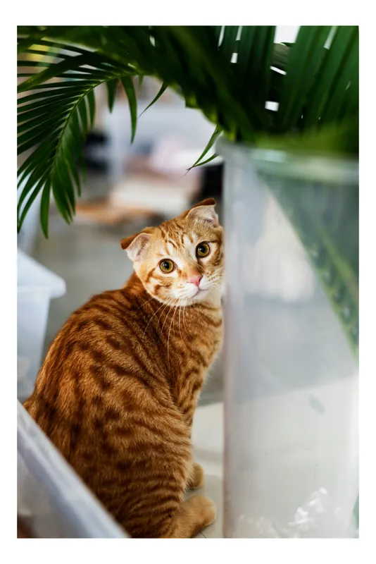Tablou Canvas, "Pisica tigrată admirând planta verde", Pisică, Blană, Tărcat, Plante, Privire, Curiozitate, Urechi, Interior, Fotografiere, 50 x 90 cm
