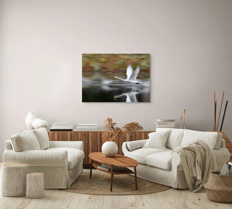 Tablou Canvas, "Zborul grațios al lebedei albe", Grație, Viteză, Reflecție, Aripi, Apă, Liniște, Natură, Zbor., 100 x 70 cm – poza 3