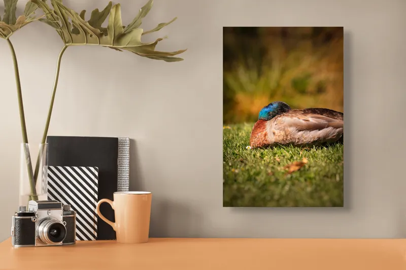 Tablou Canvas, "Rățușca dormind pe curcubeu de iarbă", Rățușcă, Somnoros, Verde, Maro, Natură, Odihnă, Gazon, Liniște, Culori, Blândețe, 26 x 39 cm – poza 3
