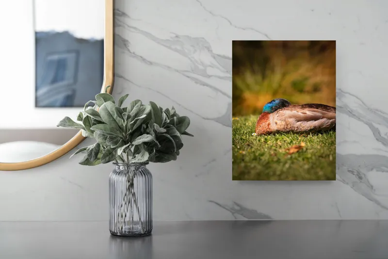 Tablou Canvas, "Rățușca dormind pe curcubeu de iarbă", Rățușcă, Somnoros, Verde, Maro, Natură, Odihnă, Gazon, Liniște, Culori, Blândețe, 26 x 39 cm – poza 4