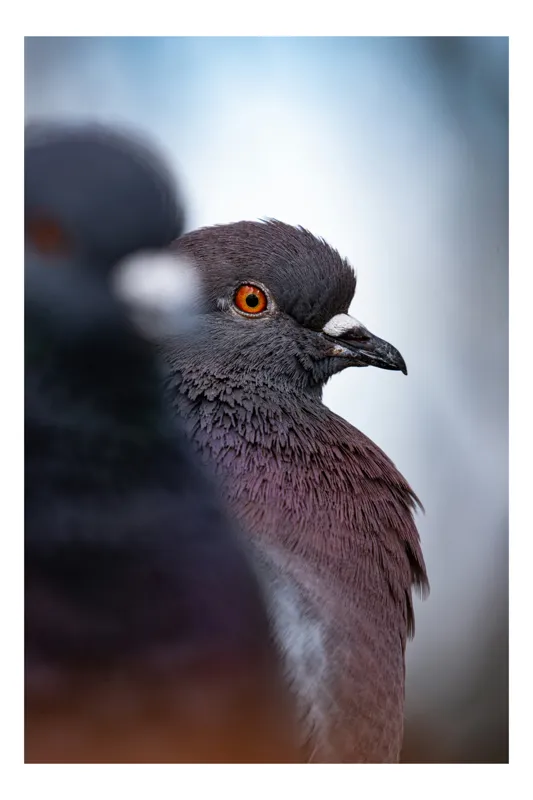 Tablou Canvas, "Porumbeii veghează orașul adormit", Pigeon, Focus, Feather, Eye, Perception, Blur, Contrast, Detail, Calmness, Urban., 39 x 54 cm