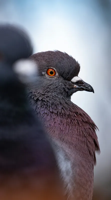 Tablou Canvas, "Porumbeii veghează orașul adormit", Pigeon, Focus, Feather, Eye, Perception, Blur, Contrast, Detail, Calmness, Urban., 50 x 90 cm – poza 2