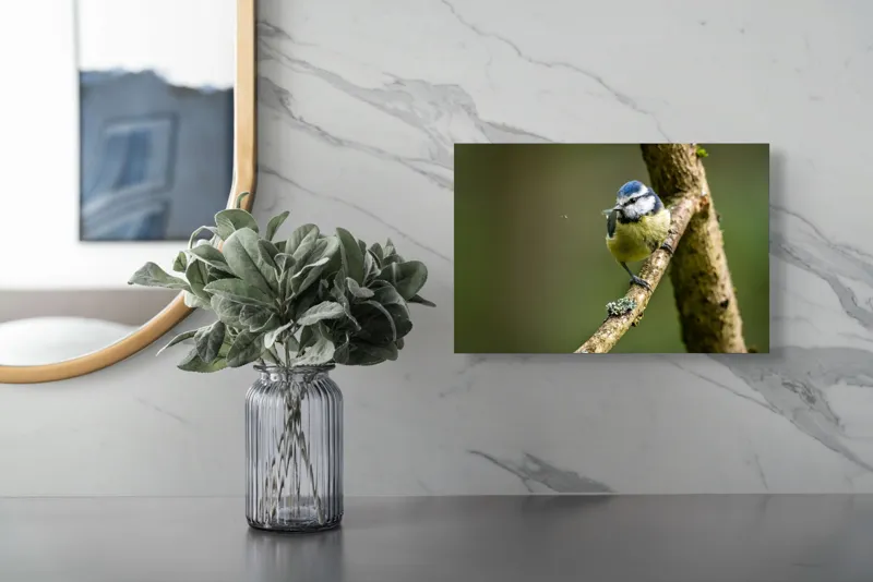 Tablou Canvas, "Pasărea albastră pe creangă bătrână", Pasăre, Creangă, Natură, Verdeață, Pene, Mică, Echilibru, Observare, Zbor, Delicatețe, 39 x 26 cm – poza 5