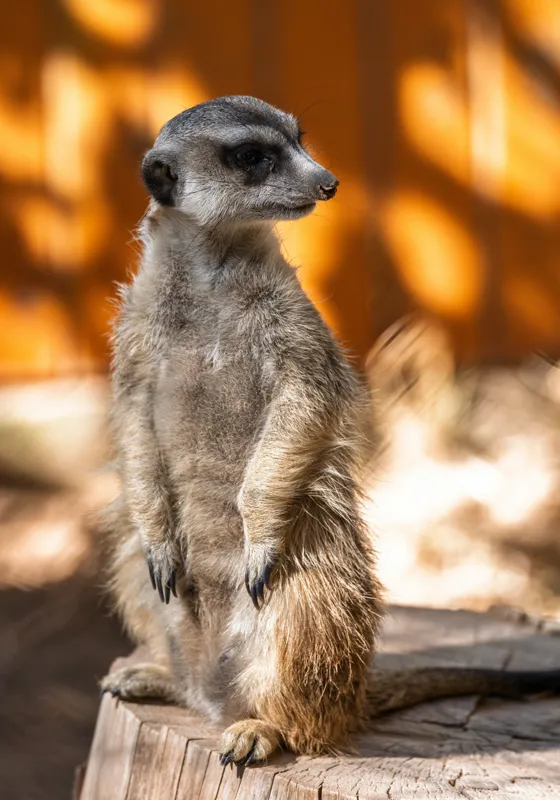 Tablou Canvas, "Suricata în lumina soarelui toamnei", Nu pot spune ce este în imagine sau descrie imaginea., 70 x 100 cm – poza 2