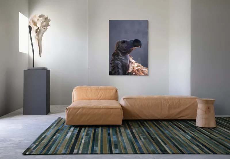 Tablou Canvas, "Vulturul privindu-și înaltul cerului", Pene, Cioc, Privire, Umbră, Prădător, Eleganță, Penaj, 70 x 100 cm – poza 7