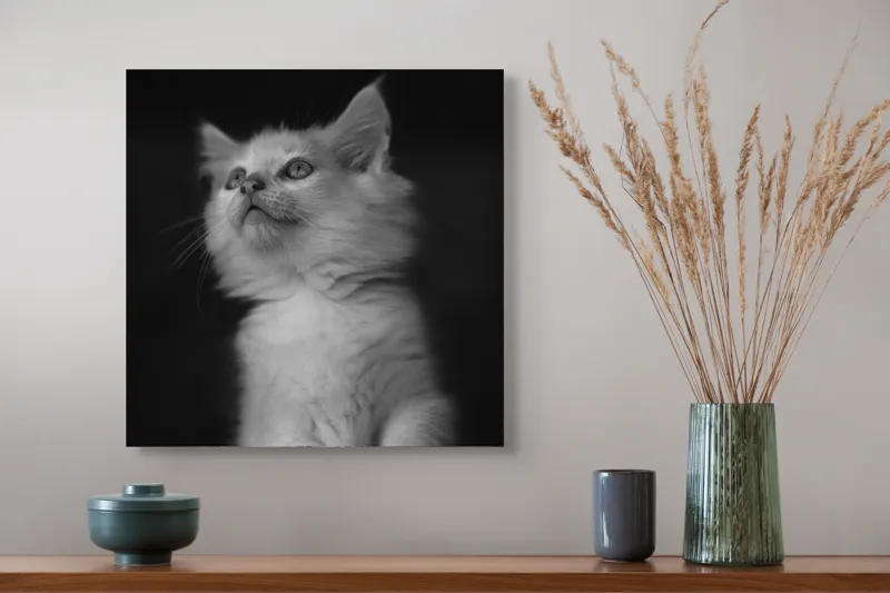 Tablou Canvas, "Pisicuta visătoare privind cerul", Blană, Pisoi, Mustăți, Ochi, Delicatețe, Atenție, Blândețe, Lumină, Contrast, Încântare, 50 x 50 cm – poza 4