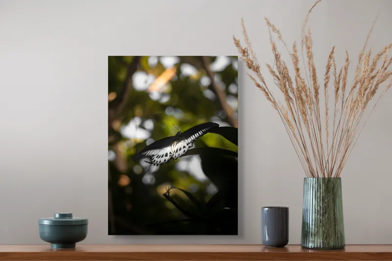 Tablou Canvas, "Fluture în lumina naturii tropicale", Fluture, Fragil, Zbor, Natură, Umbre, Lumină, Aripi, Frumusețe, 39 x 54 cm – poza 3