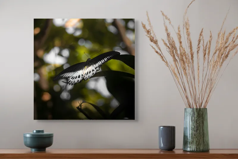 Tablou Canvas, "Fluture în lumina naturii tropicale", Fluture, Fragil, Zbor, Natură, Umbre, Lumină, Aripi, Frumusețe, 50 x 50 cm – poza 4