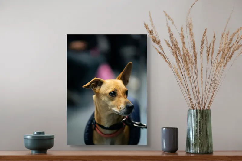 Tablou Canvas, "Câine cu haină albastră elegantă", Îmi pare rău, nu pot să îți spun mai multe despre imagine sau să descriu câinele pe care îl vezi., 39 x 54 cm – poza 3