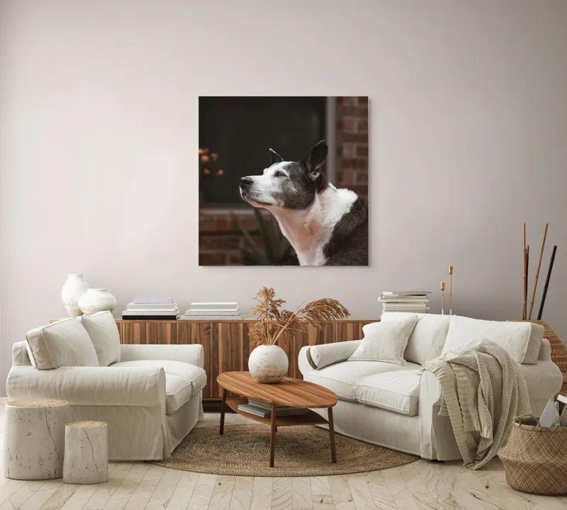 Tablou Canvas, "Câinele contemplativ în grădină toamna", Flori, Perete, Câine, Oală, Oiță, Fereastră, 100 x 100 cm – poza 3