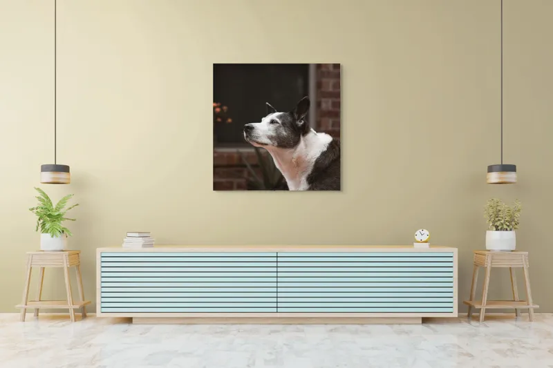 Tablou Canvas, "Câinele contemplativ în grădină toamna", Flori, Perete, Câine, Oală, Oiță, Fereastră, 100 x 100 cm – poza 5