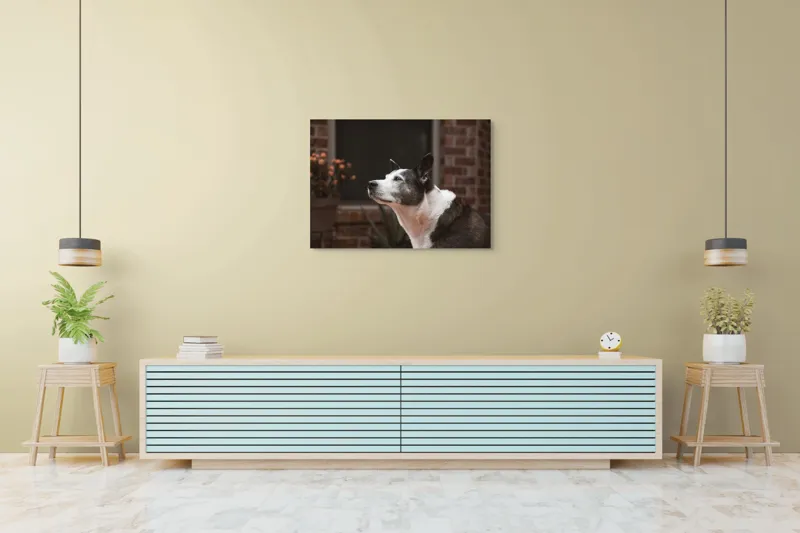Tablou Canvas, "Câinele contemplativ în grădină toamna", Flori, Perete, Câine, Oală, Oiță, Fereastră, 100 x 70 cm – poza 4