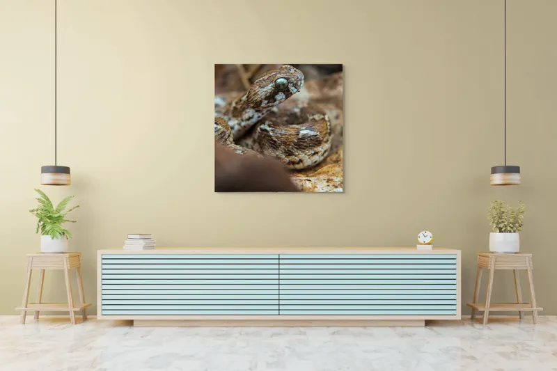 Tablou Canvas, Șarpe, Solzi, Ochi, Culoare, Textură, Frunze, Camuflaj, Natură, Detaliu, Aproape, 100 x 100 cm – poza 5