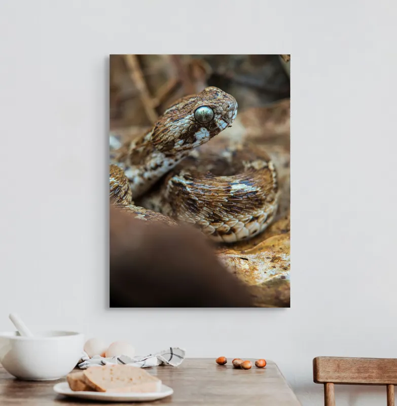 Tablou Canvas, Șarpe, Solzi, Ochi, Culoare, Textură, Frunze, Camuflaj, Natură, Detaliu, Aproape, 50 x 70 cm – poza 3