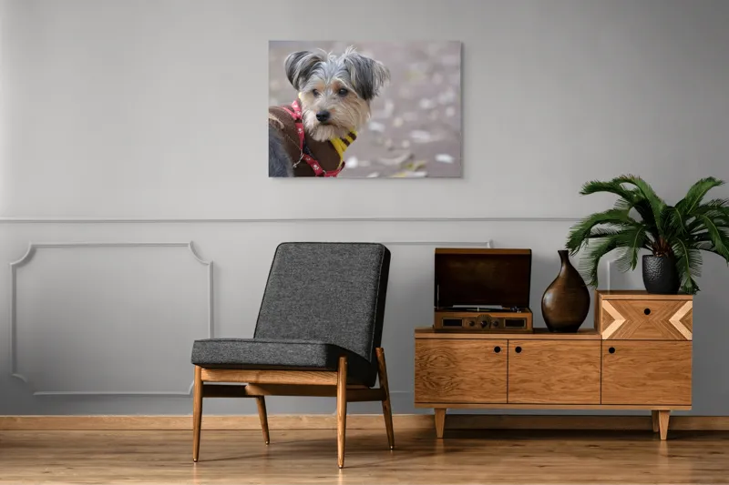 Tablou Canvas, "Câinele în haină de toamnă copilăroasă", Câine, Pulover, Lesă, Frunze, Blană, Drăgălaș, Toamnă, 100 x 70 cm – poza 8