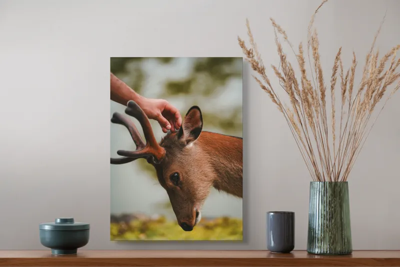 Tablou Canvas, "Mângâierea blândă a cerbului tânăr", Natură, Căprioară, Antlers, Mângâiere, Serenitate, Peisaj, Seninătate, 39 x 54 cm – poza 3