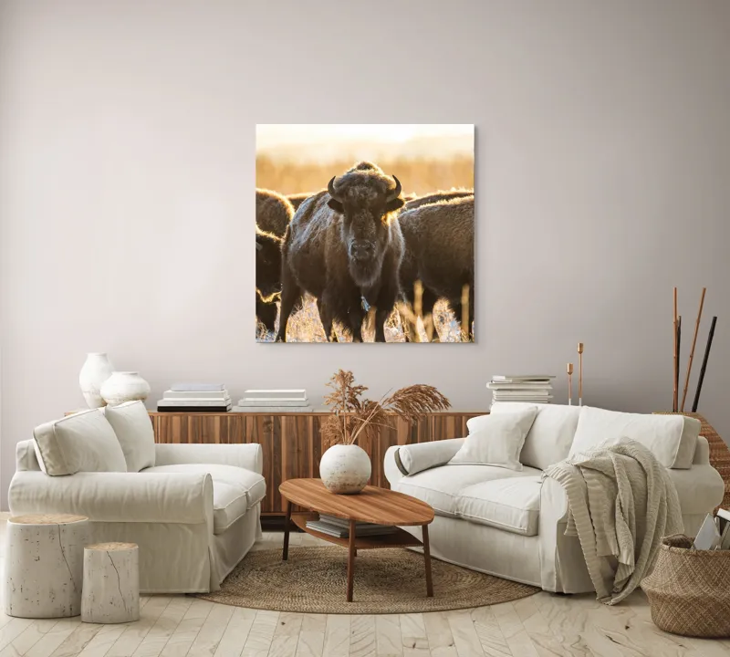 Tablou Canvas, "Turma de zimbri în lumina dimineții", Bizoni, Câmpie, Răsărit, Blană, Luminozitate, Coarne., 100 x 100 cm – poza 3