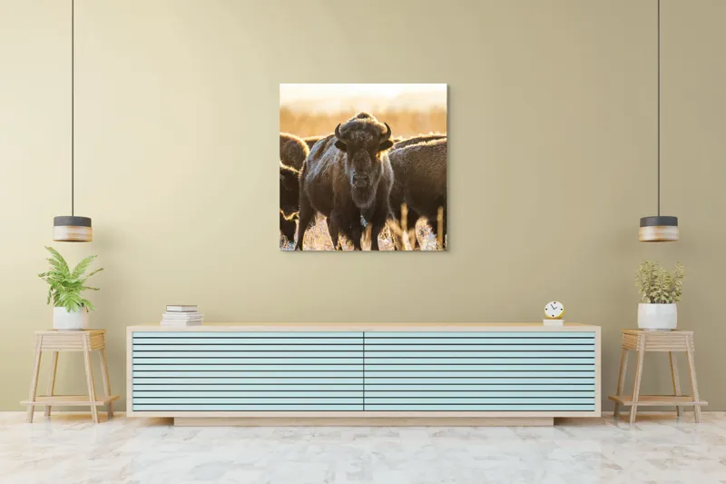 Tablou Canvas, "Turma de zimbri în lumina dimineții", Bizoni, Câmpie, Răsărit, Blană, Luminozitate, Coarne., 100 x 100 cm – poza 5