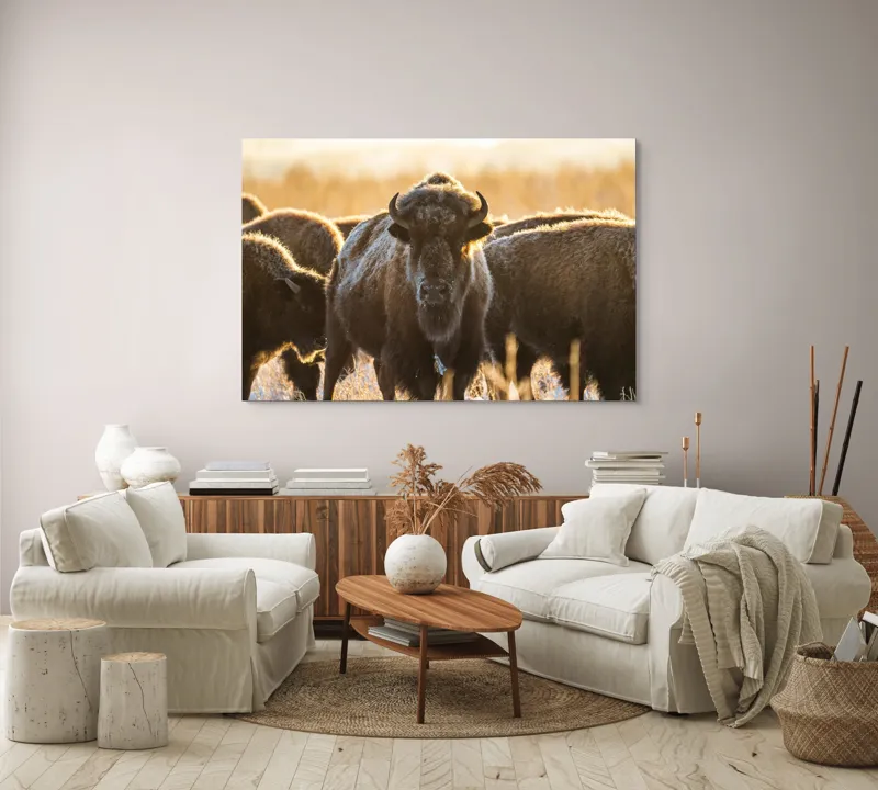 Tablou Canvas, "Turma de zimbri în lumina dimineții", Bizoni, Câmpie, Răsărit, Blană, Luminozitate, Coarne., 150 x 100 cm – poza 3