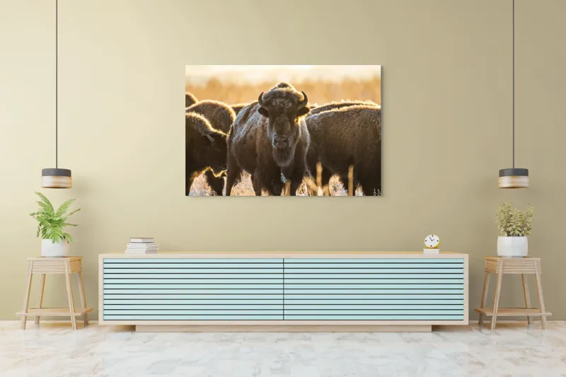 Tablou Canvas, "Turma de zimbri în lumina dimineții", Bizoni, Câmpie, Răsărit, Blană, Luminozitate, Coarne., 150 x 100 cm – poza 6