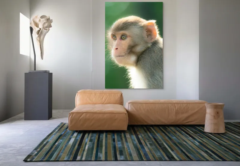 Tablou Canvas, "Privirea contemplativă a unei maimuțe", Ace, Liniste, Blandețe, Contemplare, Naturalete, Curiozitate, Verde, Privire, Blanita, Lumina, 100 x 150 cm – poza 7