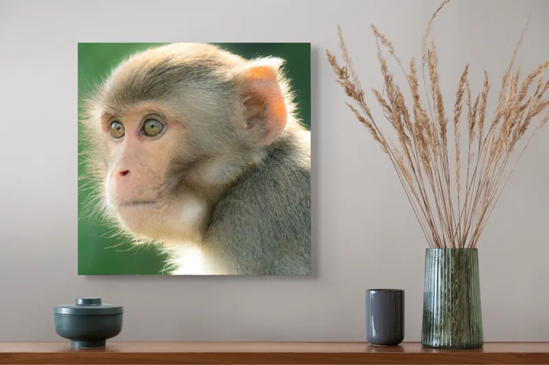 Tablou Canvas, "Privirea contemplativă a unei maimuțe", Ace, Liniste, Blandețe, Contemplare, Naturalete, Curiozitate, Verde, Privire, Blanita, Lumina, 50 x 50 cm – poza 4