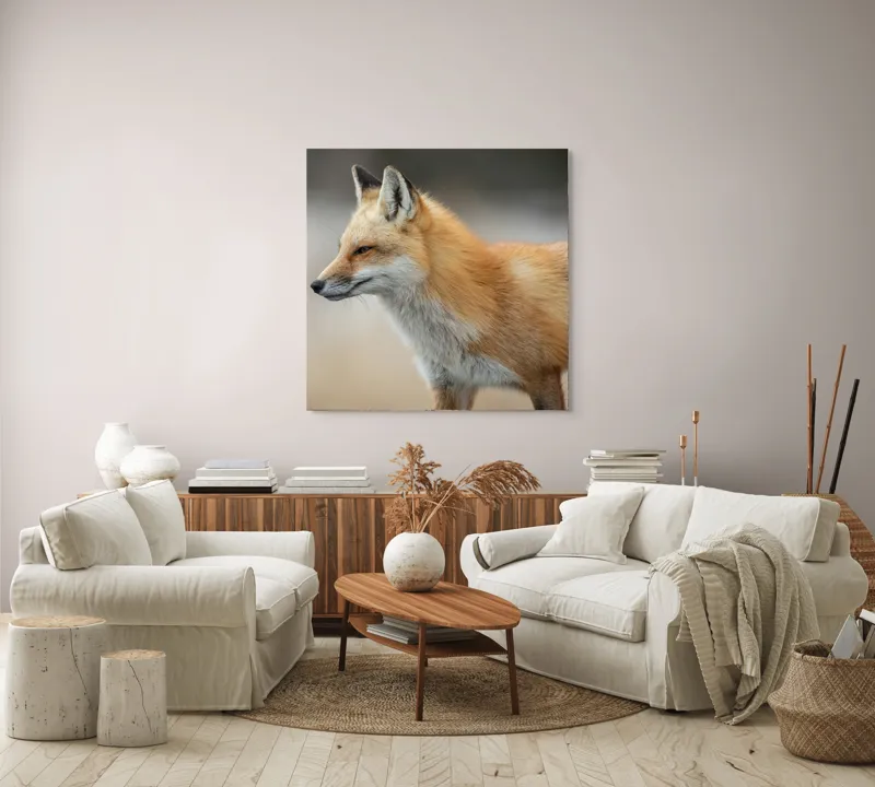 Tablou Canvas, "Vulpe gânditoare în lumina dimineții", Vulpe, Roșcată, Blană, Urechi, Privire, Lateral, Natură, Animale, Sălbatică, Frumusețe, 100 x 100 cm – poza 3