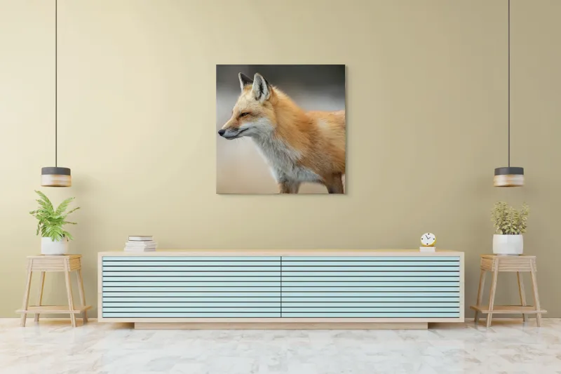 Tablou Canvas, "Vulpe gânditoare în lumina dimineții", Vulpe, Roșcată, Blană, Urechi, Privire, Lateral, Natură, Animale, Sălbatică, Frumusețe, 100 x 100 cm – poza 5