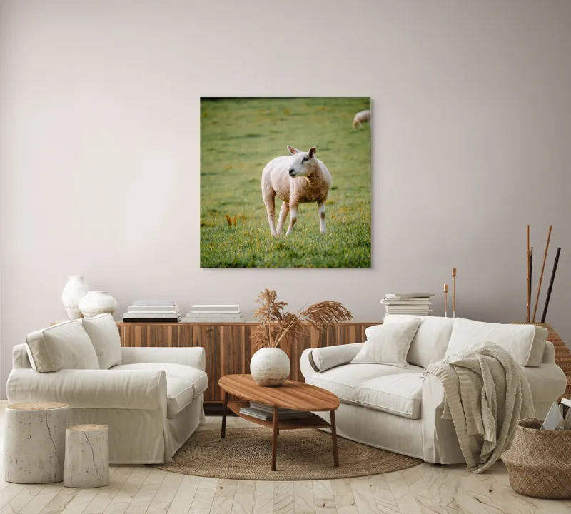 Tablou Canvas, "Oaia rătăcind pe pajiștea verde", Oaie, Câmp, Verdeață, Liniște, Natură, Pășune, 100 x 100 cm – poza 3