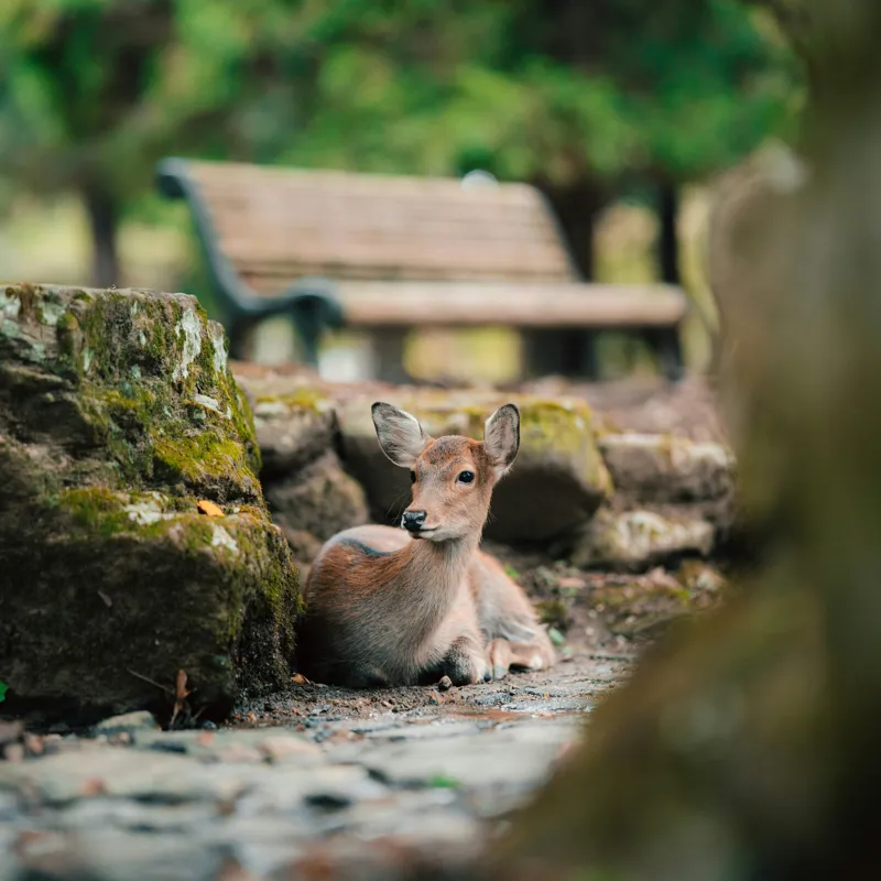 Tablou Canvas, "Caprioara odihnindu-se în pădurea liniștită", Deer, Nature, Resting, Tranquil, Forest, Bench, Mossy, Stones, Serene, 100 x 100 cm – poza 2