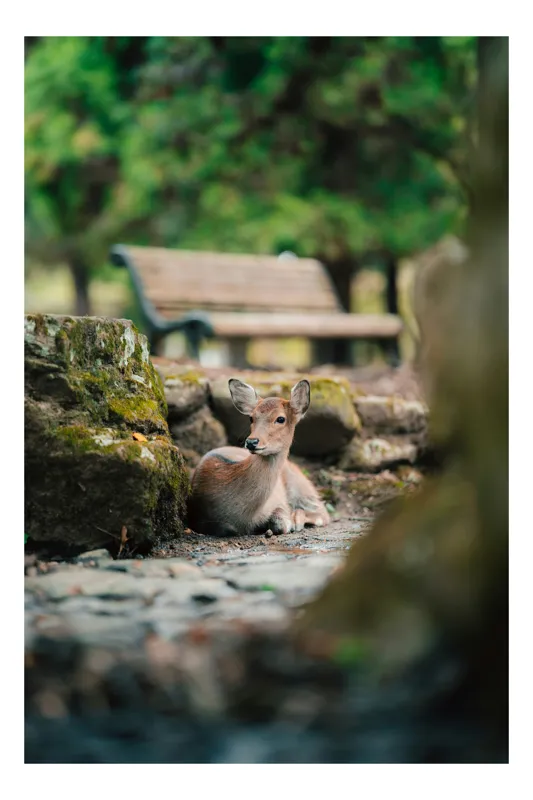 Tablou Canvas, "Caprioara odihnindu-se în pădurea liniștită", Deer, Nature, Resting, Tranquil, Forest, Bench, Mossy, Stones, Serene, 50 x 70 cm