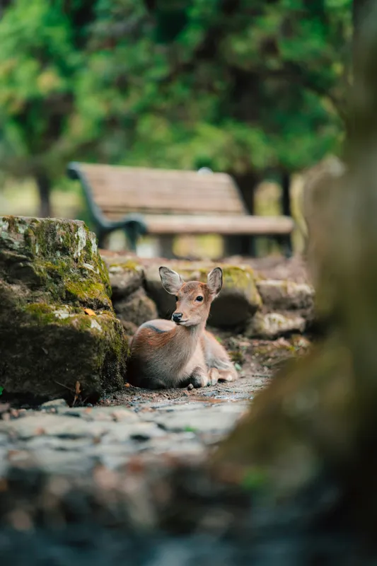 Tablou Canvas, "Caprioara odihnindu-se în pădurea liniștită", Deer, Nature, Resting, Tranquil, Forest, Bench, Mossy, Stones, Serene, 26 x 39 cm – poza 2