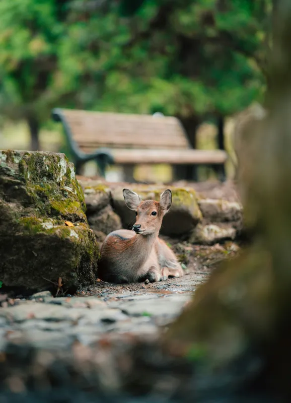 Tablou Canvas, "Caprioara odihnindu-se în pădurea liniștită", Deer, Nature, Resting, Tranquil, Forest, Bench, Mossy, Stones, Serene, 39 x 54 cm – poza 2