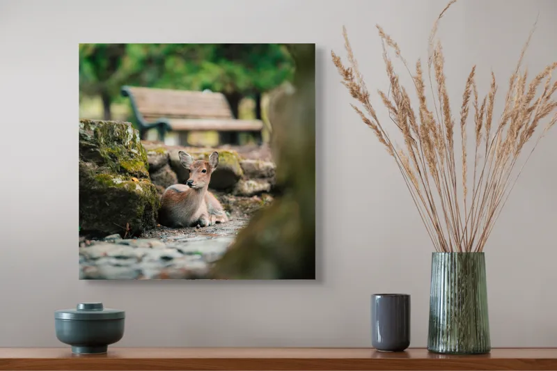 Tablou Canvas, "Caprioara odihnindu-se în pădurea liniștită", Deer, Nature, Resting, Tranquil, Forest, Bench, Mossy, Stones, Serene, 50 x 50 cm – poza 4