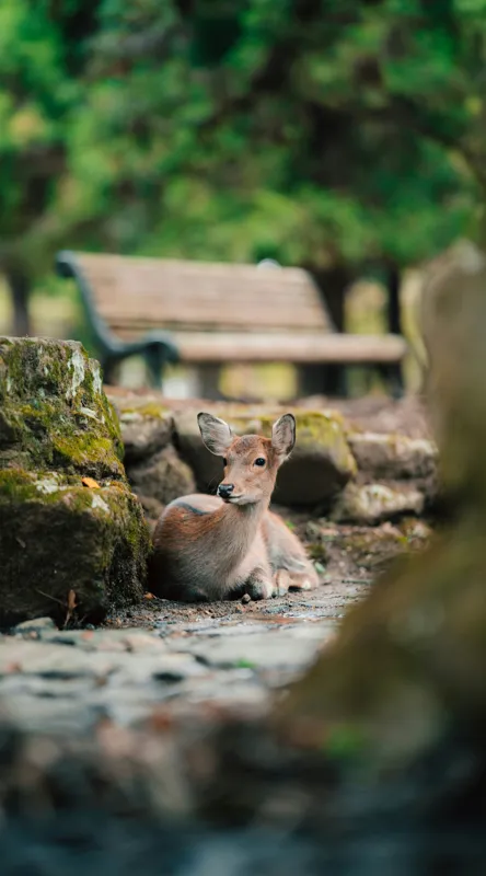 Tablou Canvas, "Caprioara odihnindu-se în pădurea liniștită", Deer, Nature, Resting, Tranquil, Forest, Bench, Mossy, Stones, Serene, 50 x 90 cm – poza 2