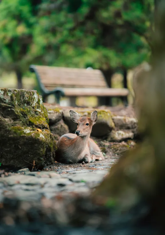 Tablou Canvas, "Caprioara odihnindu-se în pădurea liniștită", Deer, Nature, Resting, Tranquil, Forest, Bench, Mossy, Stones, Serene, 70 x 100 cm – poza 2