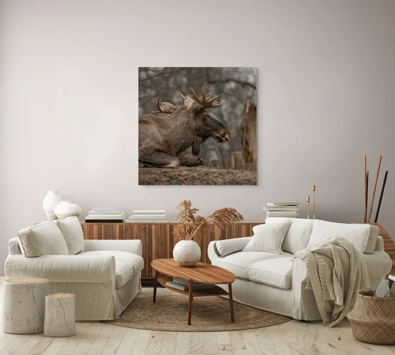 Tablou Canvas, "Elan odihnindu-se pe pământ tomnatic", Eu, Alce, Odihnitor, Crengi, Pământ, Copaci, Cer, Statornic., 100 x 100 cm – poza 3